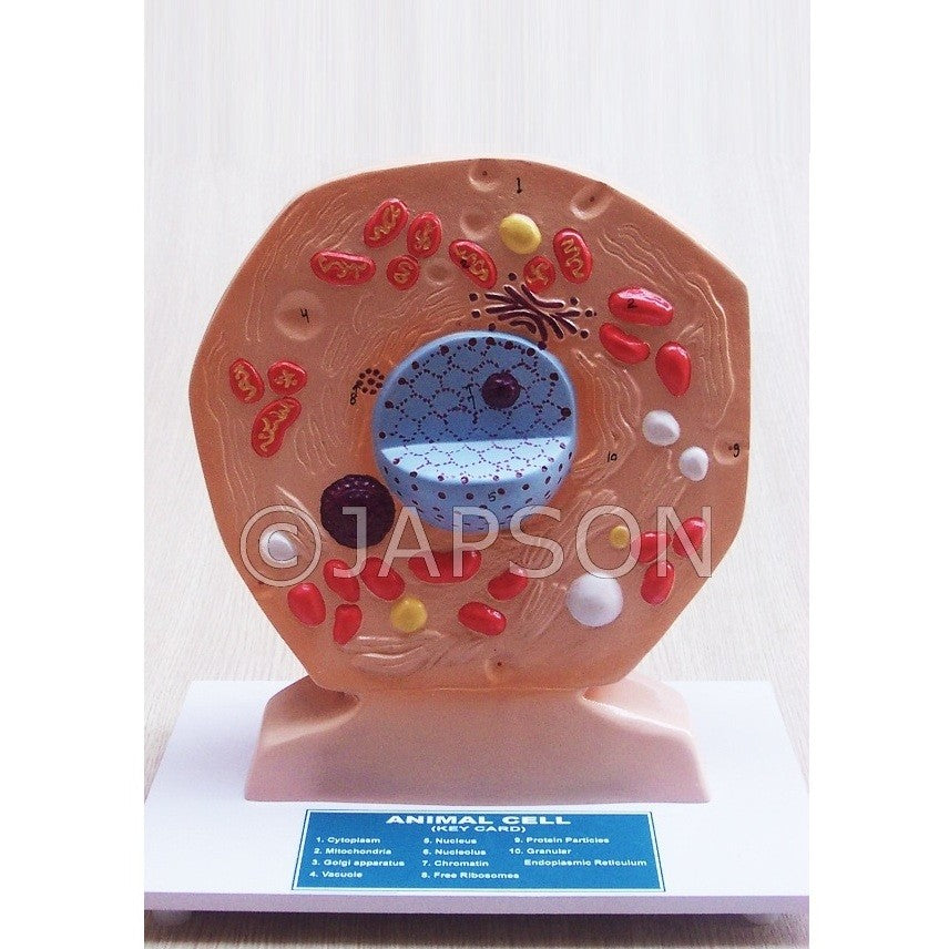 Animal Cell, Superior Animal Cell, Superior